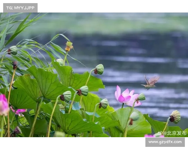 以蜻蜓点水般的灵动游走于网络世界中探索无限可能 以蜻蜓点水般的灵动游走于网络世界中探索无限可能